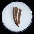 Superb Raptor Tooth From Morocco #5176-1